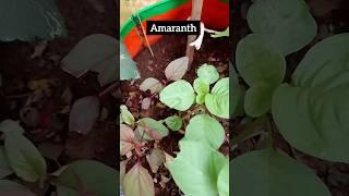 Amaranth #amaranth #gardening #ytshorts #shorts