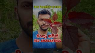 Red Amaranthus ( ಕೆಂಪು ಹರಿವೆ ) 1st Harvesting - #inspireadventures