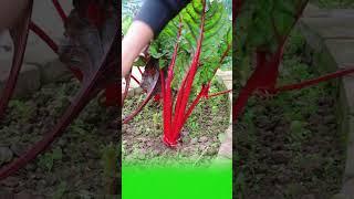 The Red Amaranth Harvest: A Vibrant Garden Delight!- Hái rau cải đỏ