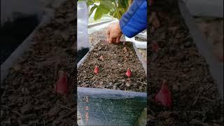tutorial memanfaatkan pot bekas untuk tanaman tumpang sari bawang - bayam. #tanaman #bawang #fyp