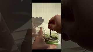 Matcha Chia Pudding #matcha #pudding #cooking #birds #trending #cooking #morning #recipe #breakfast