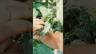 maa peratilo thotakura #cooking #planting #gardening #cooking #telugushorts #cookingvideo