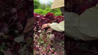Harvesting red amaranth #farming #gardening