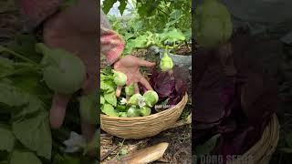 Harvesting red amaranth, pumpkin buds, wax gourd, green eggplants #vegetables #gardening