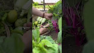 Harvest cowpeas, amaranth, spinach and luffa #gardening