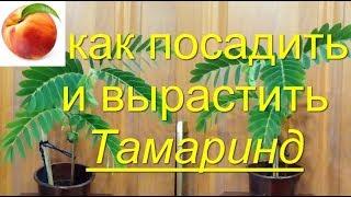 Тамаринд  как вырастить посадить  Легко How to plant tamarind финикTamaríndus