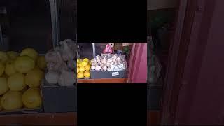 Цена на крупный чеснок, картофель и морковь на рынке 23 сентября сегодня 02.10.23_Полтава #цена