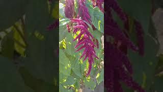 Амарант (щирица)- достойное растение для любого сада