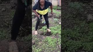 African village retired mum transplanting amaranth seedling