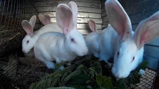 Можно ли кормить кроликов амарантом. Сорняк щирица .