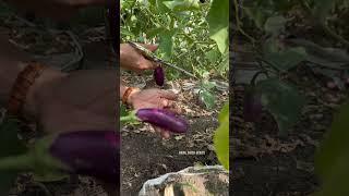 Harvest pumpkin buds, eggplant, pink amaranth, and wax gourd #gardening