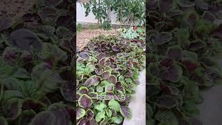 red amaranth #vegetables  #agriculture  #gardeningtips  #garden #gardening