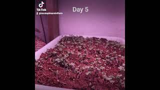 Broccoli and Amaranth microgreens  have about 5 to 8 days left until harvest. #minifarm #microgreens
