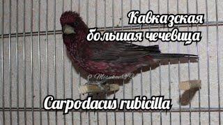 Кавказская большая чечевица . Carpodacus rubicilla.