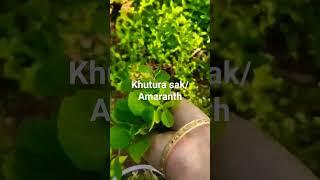 Khutura Sak/Green Amaranth Recipe#youtubeshorts#Assamese recipe#shortvideo easy and tesy#