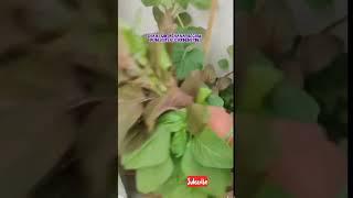 Organic and fresh red Amaranth leafy vegetables#gardening #viral #amazing #organic #youtube #super
