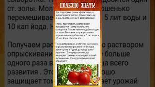 СУПЕР простая подкормка томатов #shorts #рецепты #советы