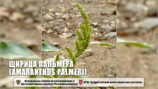 Щирица Пальмера (Amaranthus palmeri)