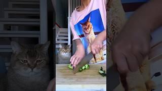 салат «зеленая богиня» или сколько у меня котов? #асмр #готовимдома #готовка #еда #рецепты #обед