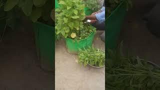 Harvesting of green Amaranthus(Cholai) from grow bag #gardening #vegetables