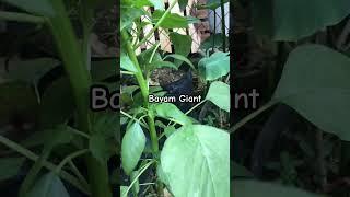 Bayam Giant #sayur #kebun #benihsayuran