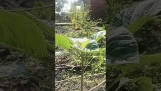 लट्टेको साग  (Amaranth leaves)#nature #shortvideo #viral #mummy #PrasmeeVlogs